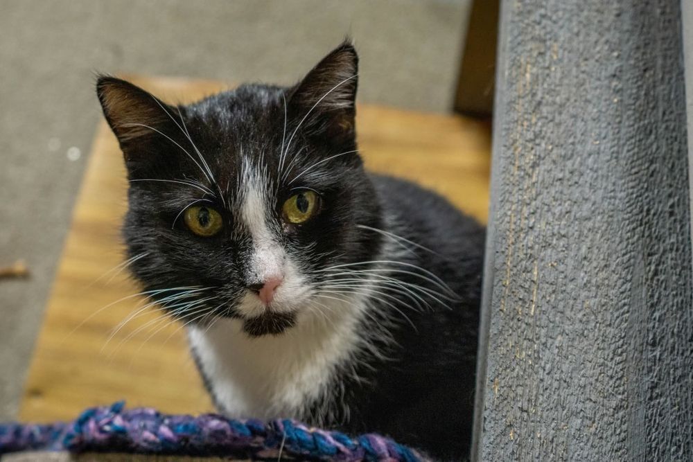 Rafiki, śliczny przyjacielski kot do adopcji