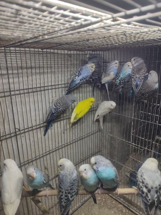 Piriquitos Australianos