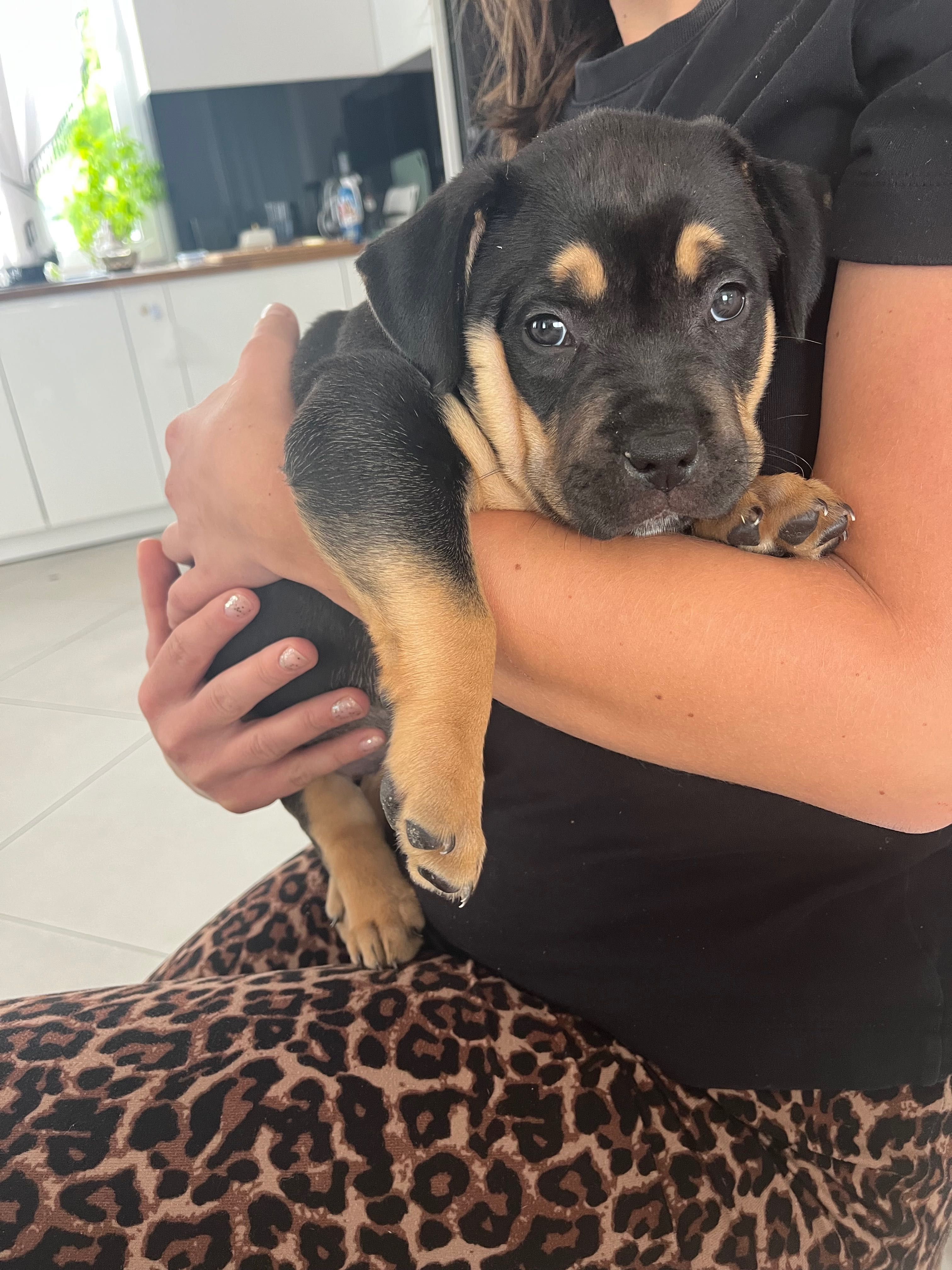 Xl american bully szczeniak