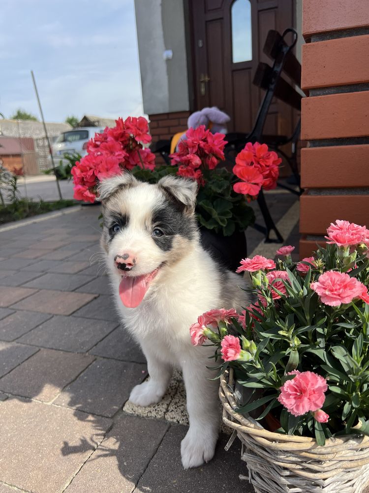 Border Collie - Piesek Seal Merle