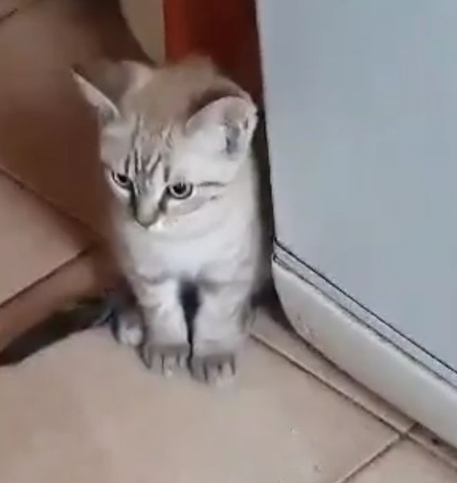 Котик ,окрас шоколадный таби