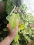 Filodendron florida ghost mint