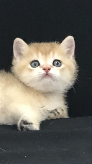 Рыжее счастья, золошая шиншилла.