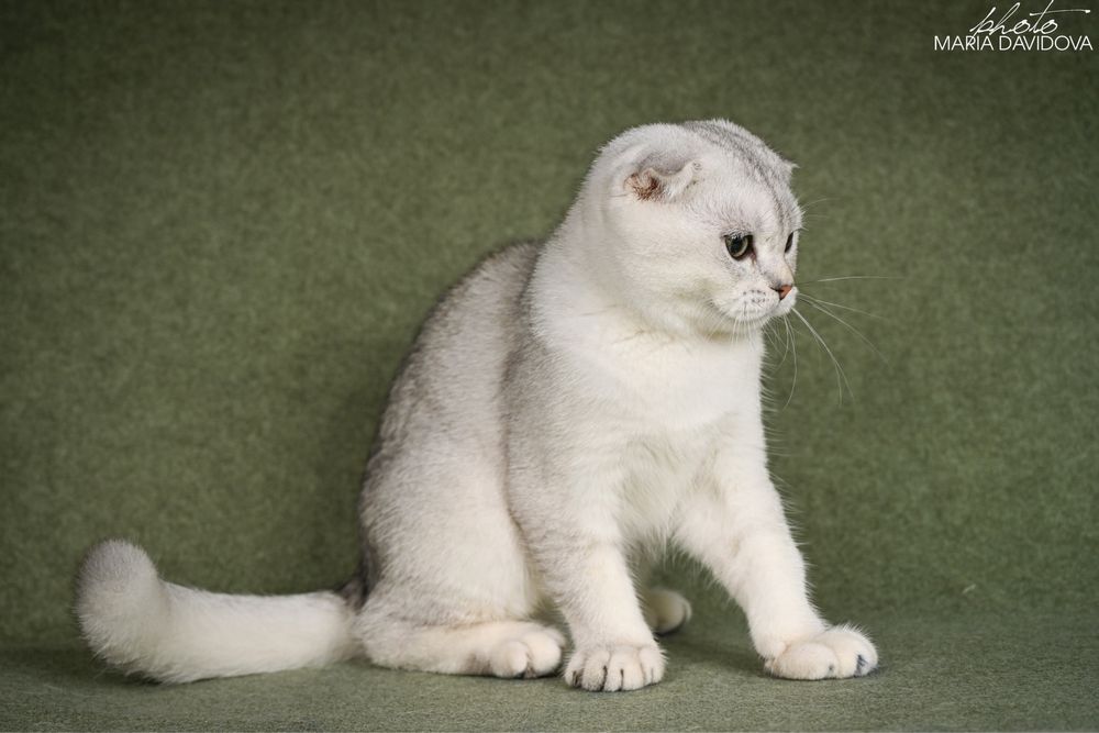 Yago шотландец 4,5 месяца