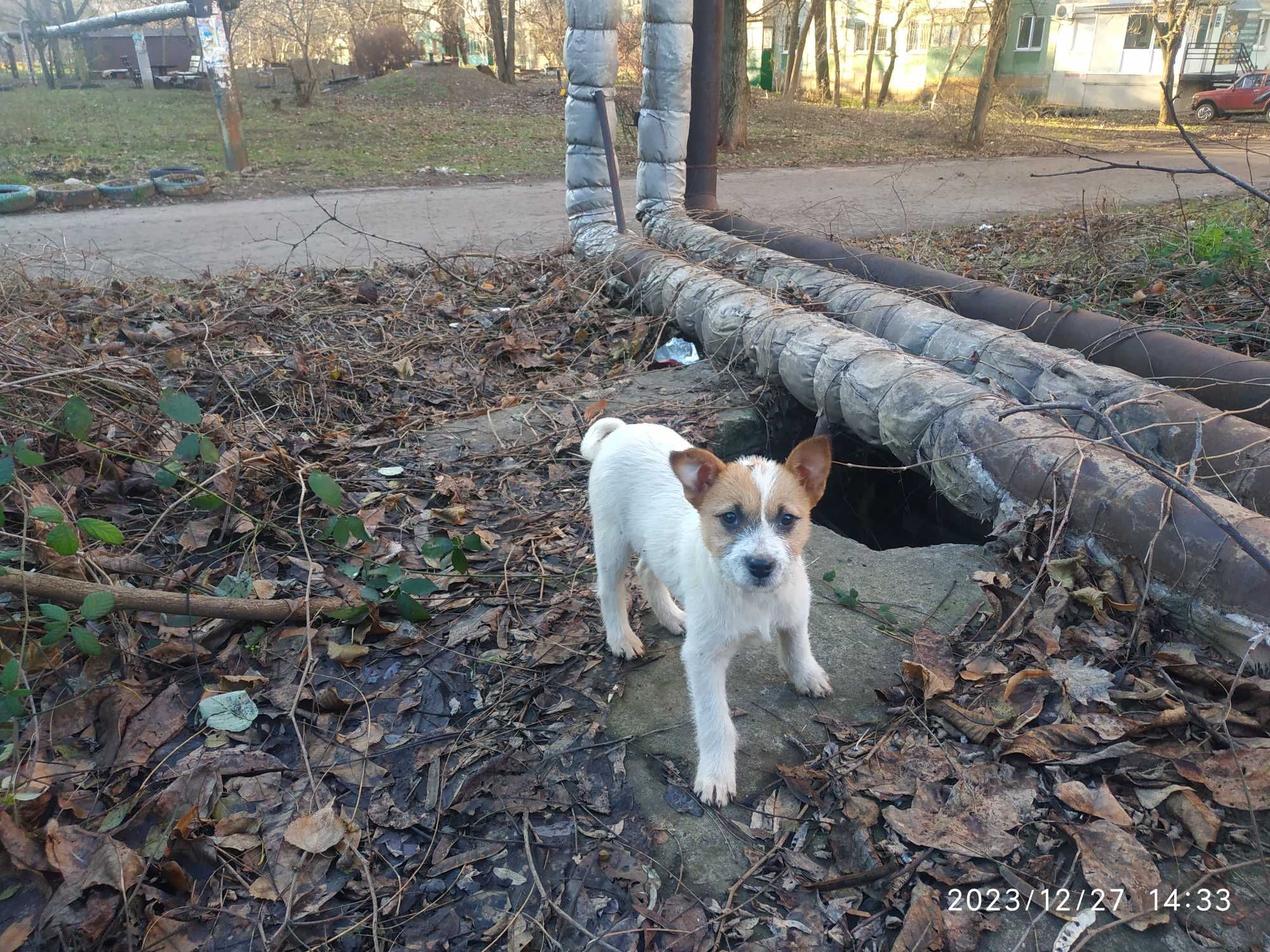 Щенки в хорошие руки! Девчонки 2,5 мес.