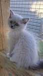 Kocurek Ragdoll Julek Na Kujawach*PLL