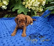 Cockapoo F1B Red mini suczka Prada