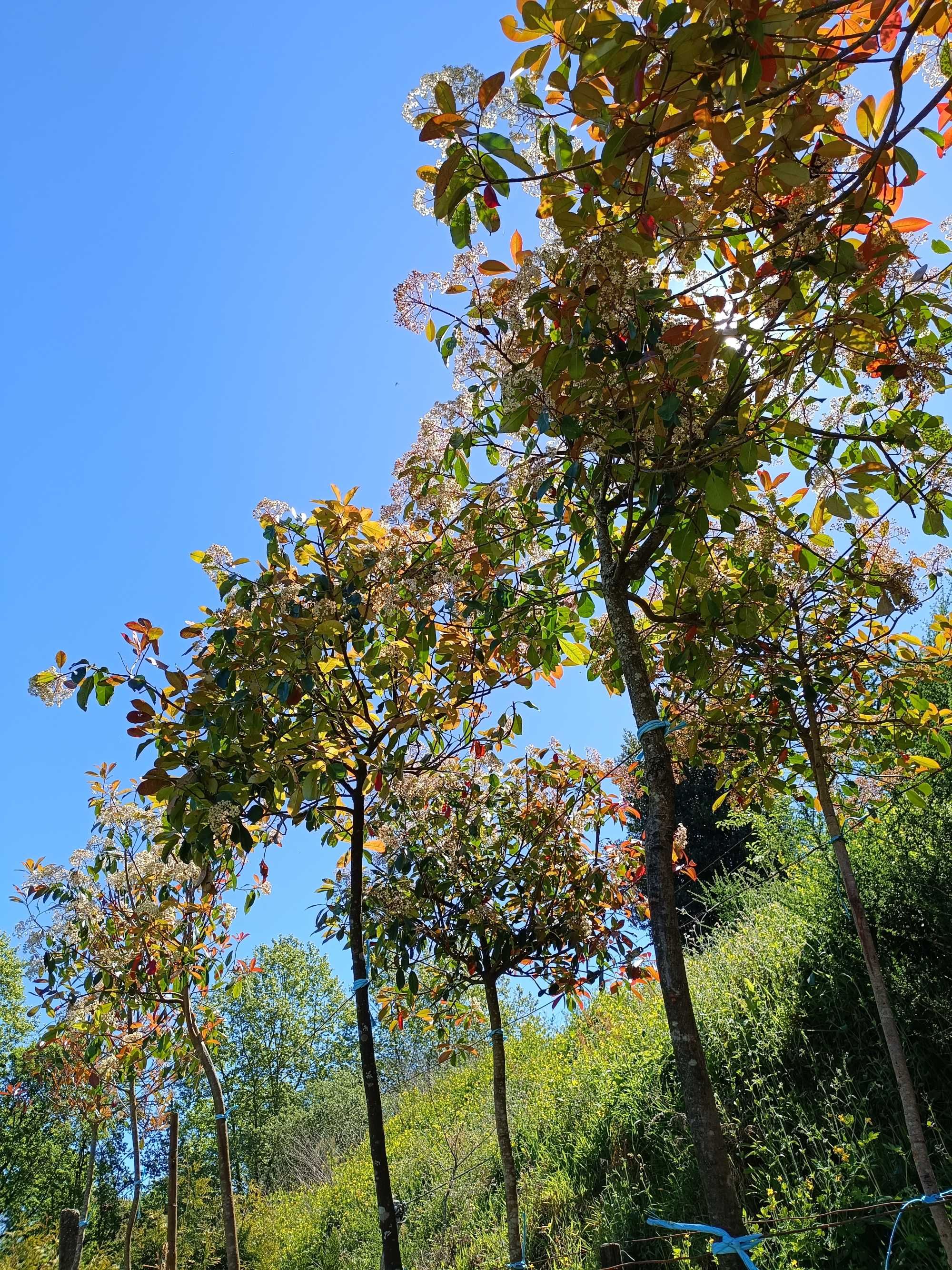 Photinia em copa