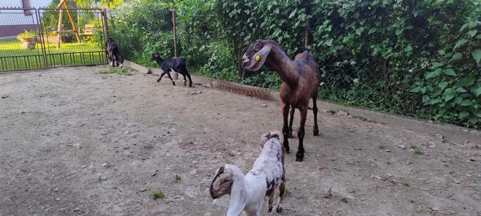 Sprzedam kozę i koźlęta Anglonubijskie