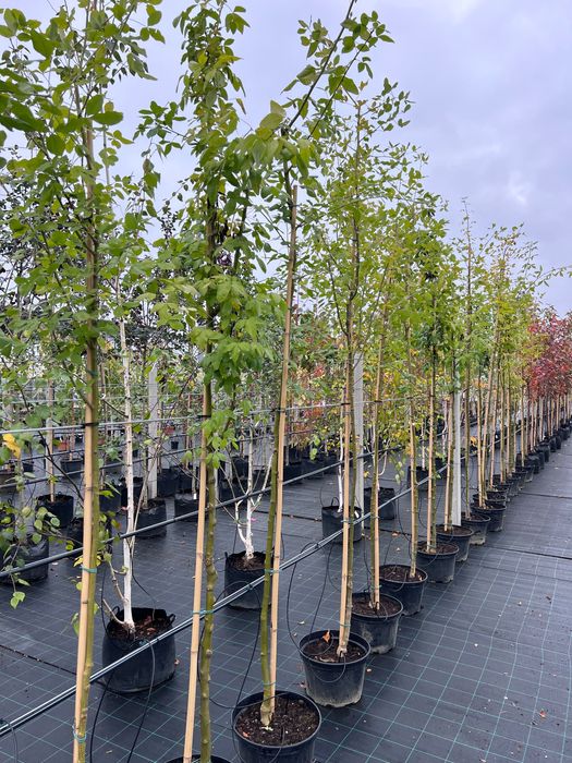 Złotokap watereraa Laburnum x watereri ‚Vossi’ obw. 6-8cm