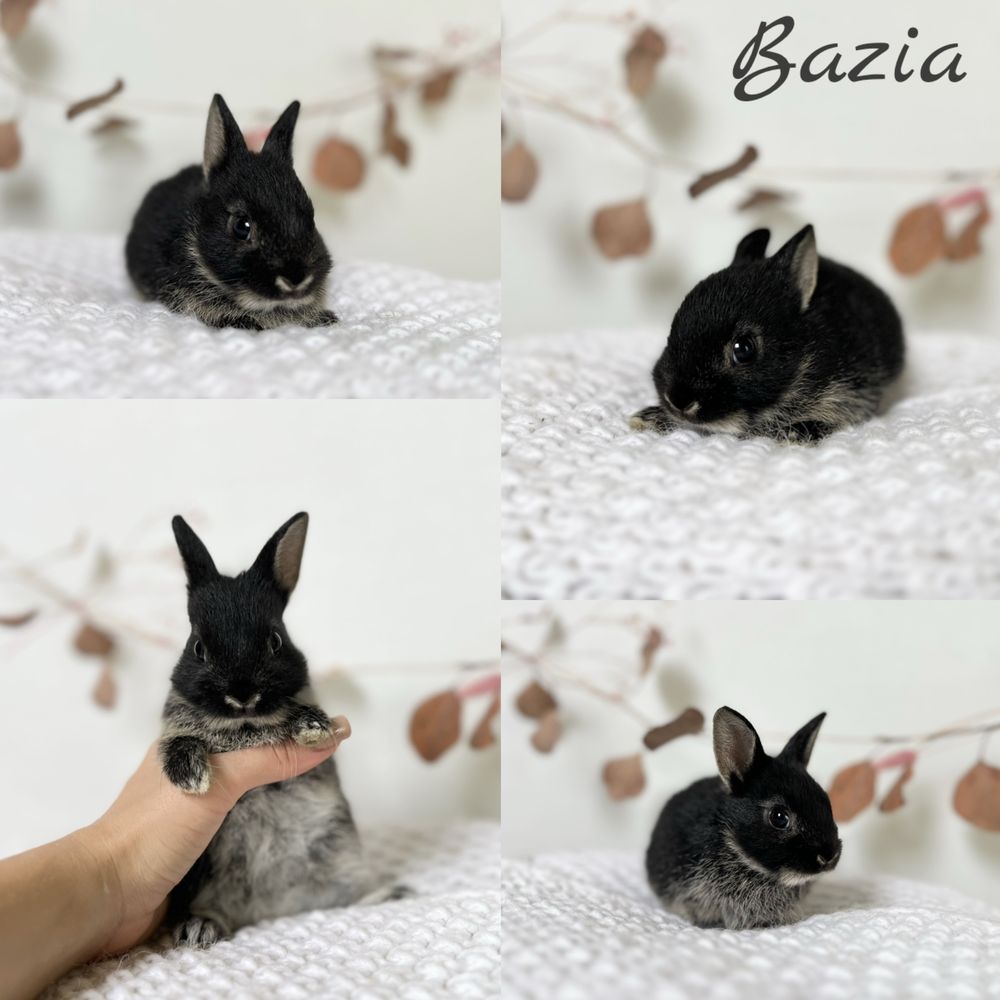 Króliczki Karzełki Niderlandzkie Netherland dwarf dostepne maluchy