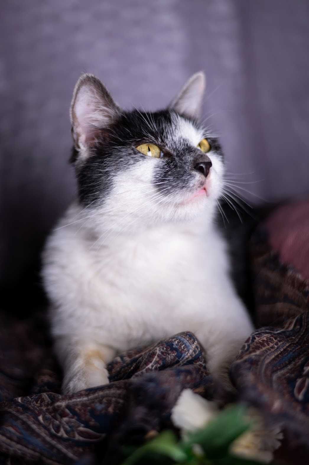 Kotka Gaia - piękna kicia do adopcji