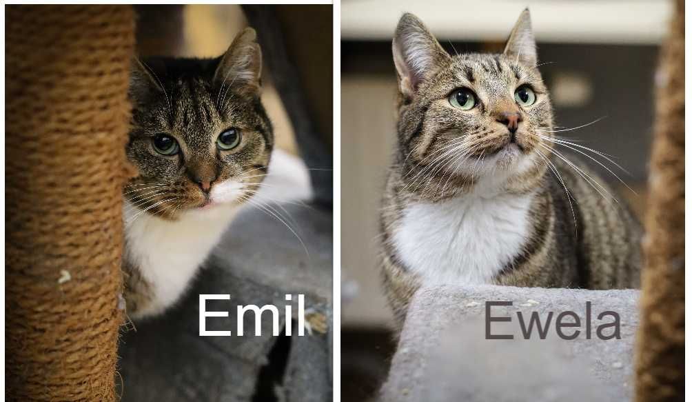 Ewelinka i Emil szukają domu na zawsze