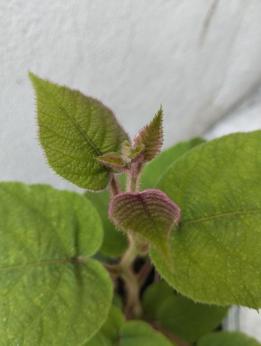 Muda de kiwi para venda