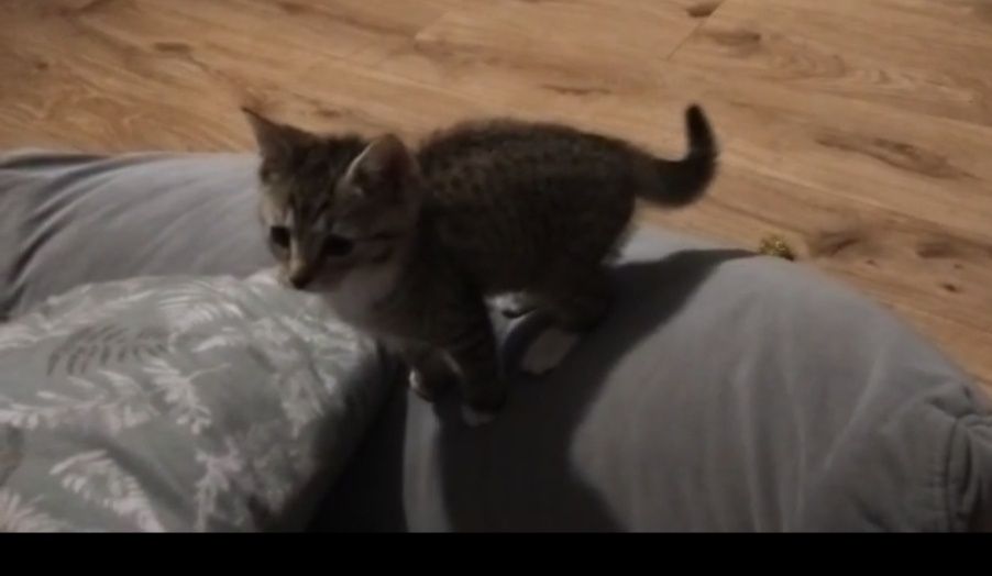 Dwa kociaczki, 2, 5 miesięczne