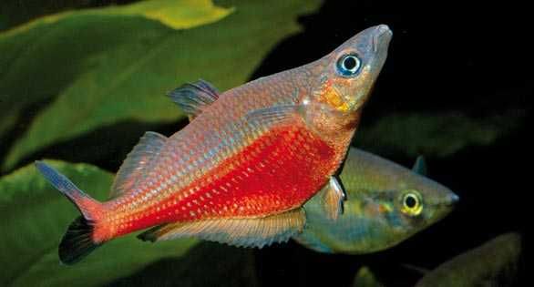 Tęczanka sentani - Chilatherina sentaniensis - dowozimy, wysyłamy