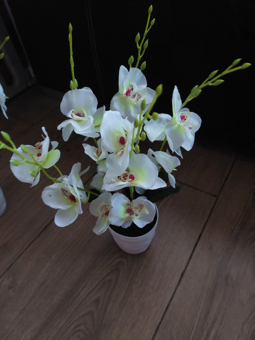 Nowe dwa białe storczyki storczyk orchidea pięcio-pędowe