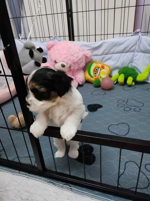 Malutka Suczka Yorkshire Terier Biewer biwer