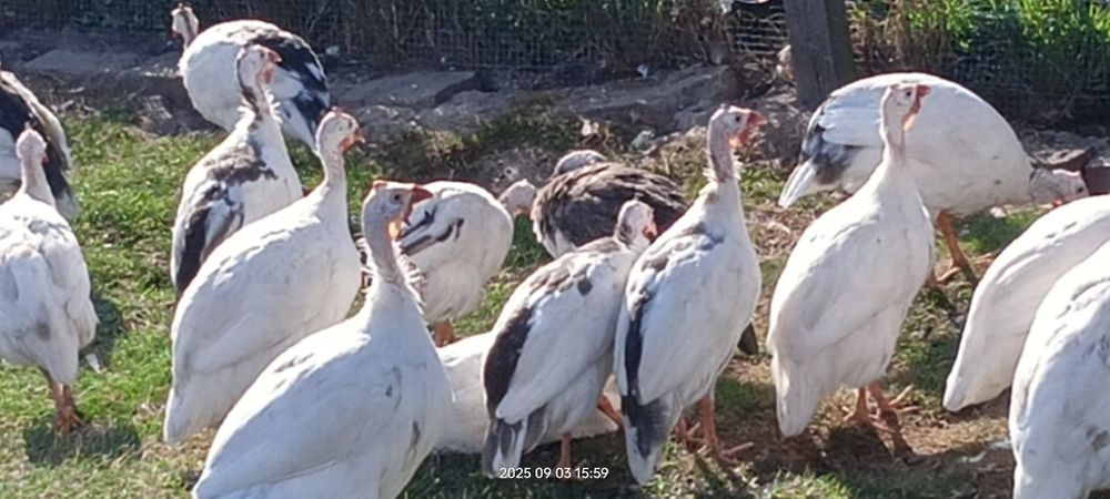 Perliczki perlice