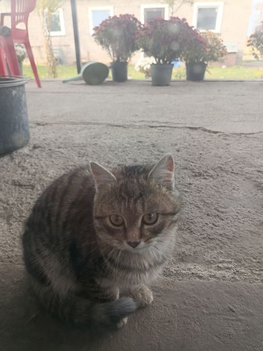 Віддам котика в добрі руки