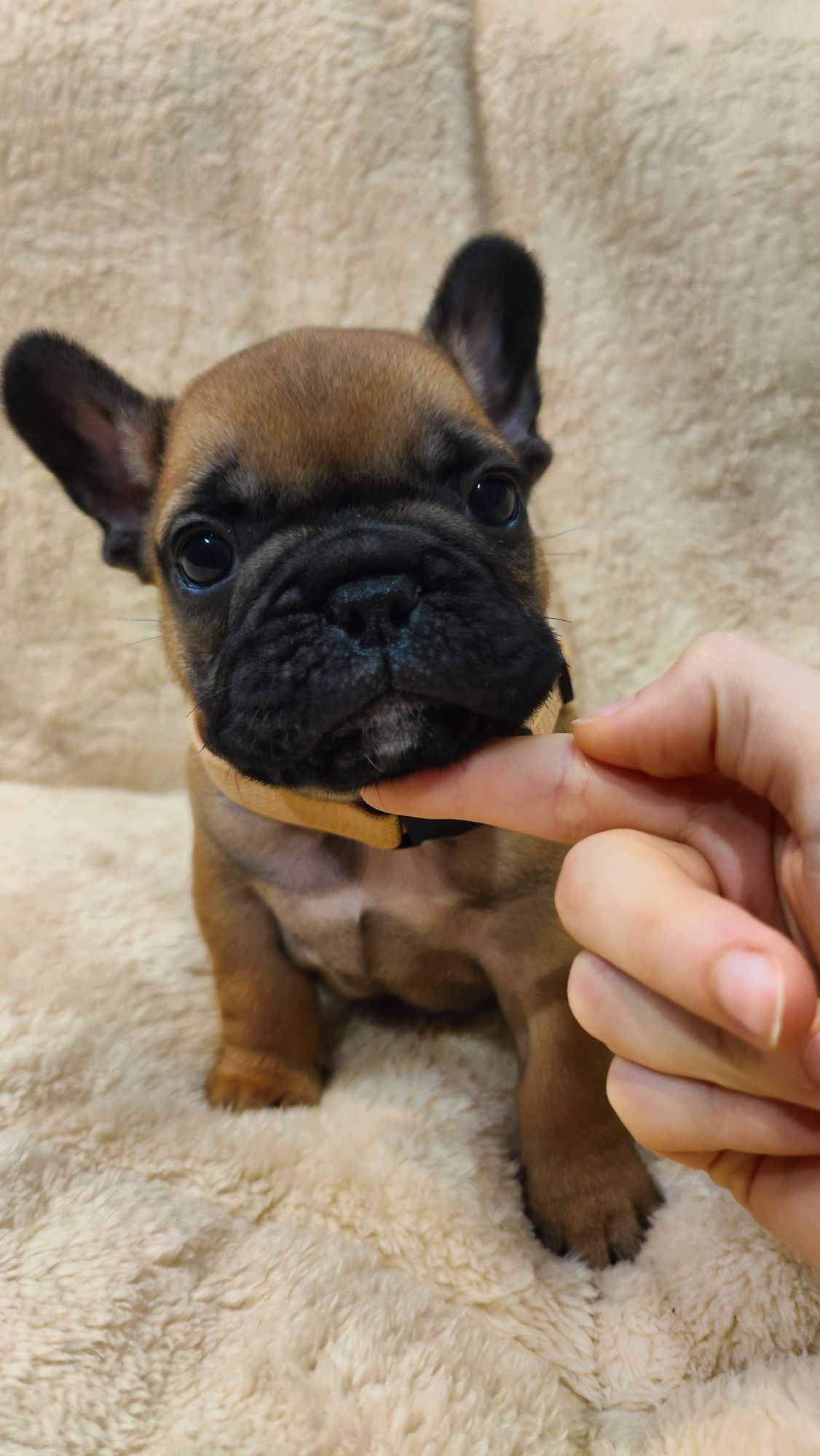 Buldog francuski, chłopczyk ZKwP/FCI