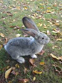 Królik króliki belgi olbrzymie szare srebne