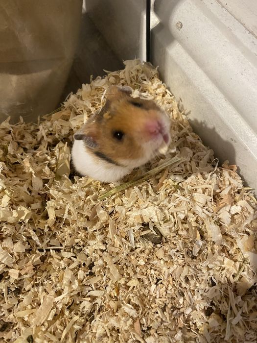 Sprzedam chomika dziewczynke