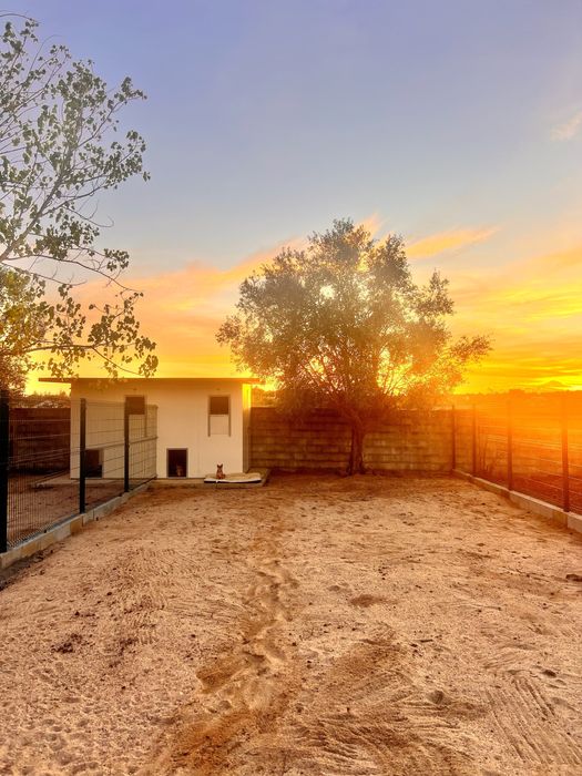 Pet Sitting - Creche ou Hotel Canino