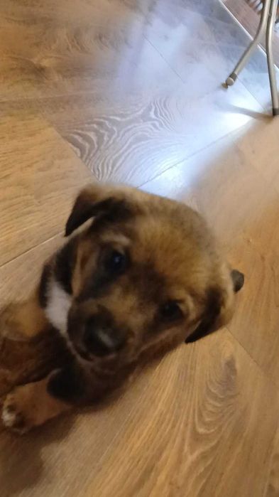 Oddam pieska w dobre ręce