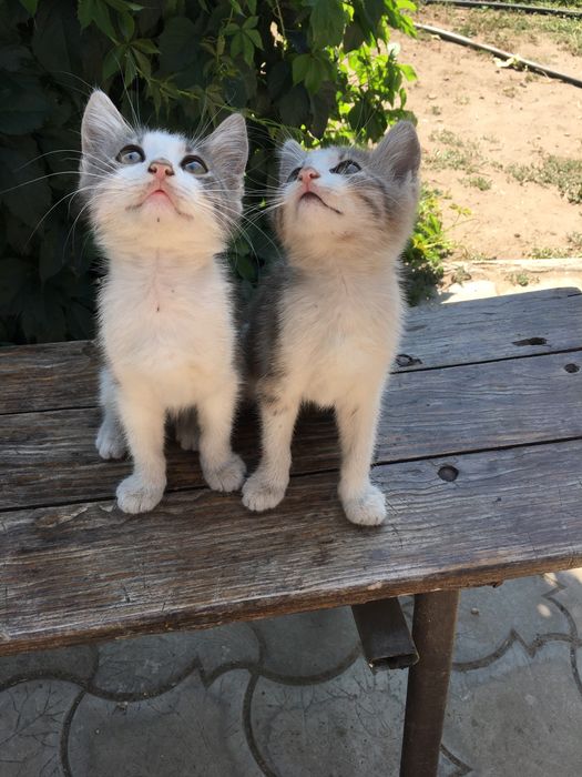 Кошенята шукають хорошу родину