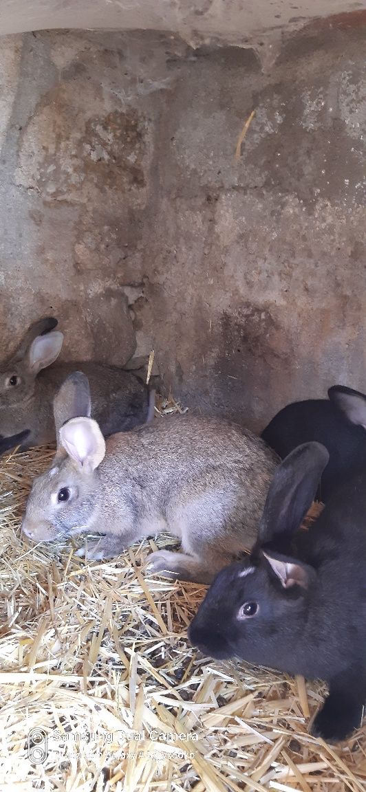 Vendo coelhos caseiros