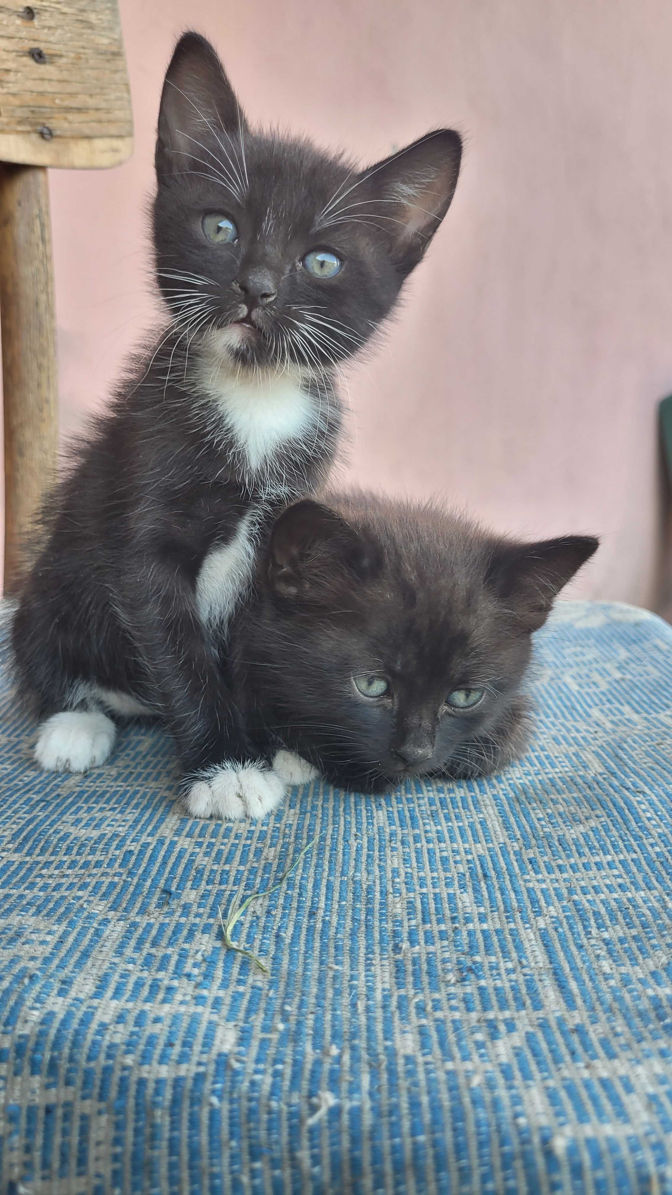 Кошенята шукають свою родину