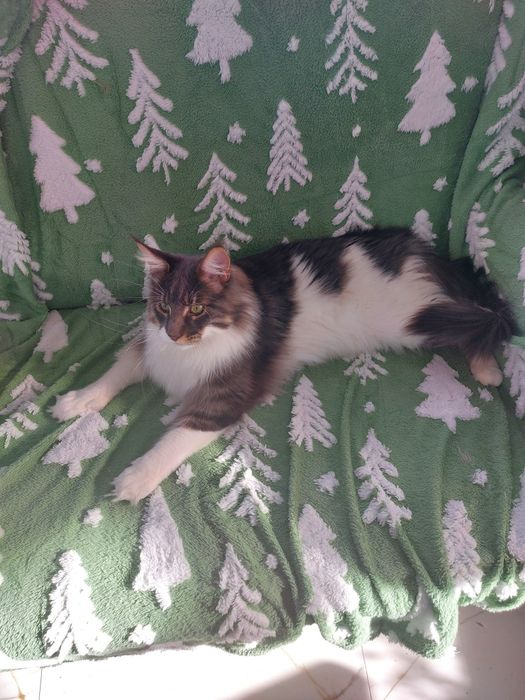 Kot Maine Coon rodowód FPL