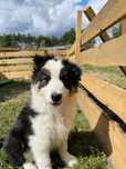 Border Collie FCI