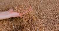 Зерно корма для тварин пшениця ячмінь озимий