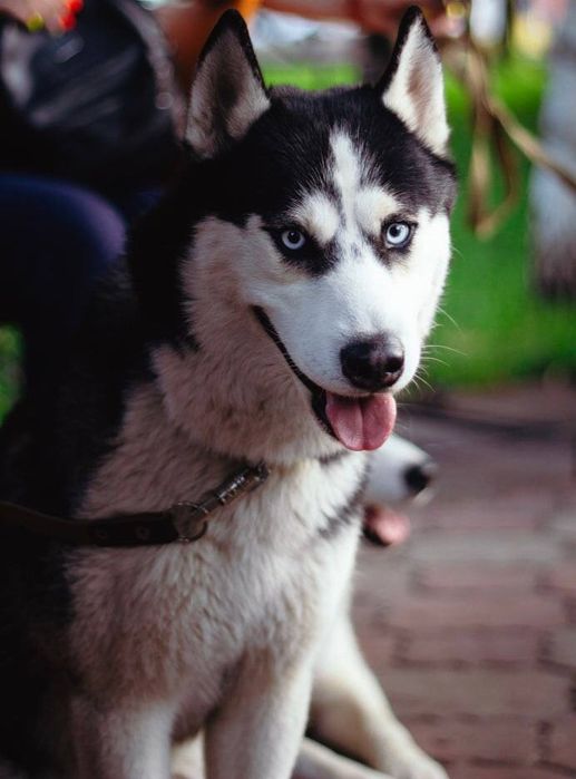 В'язка Сибірський хаскі (ціна договірна)