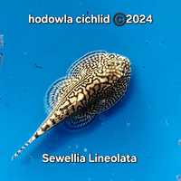 HC Cudaczek, Przylga chińska, Sewellia Lineolata