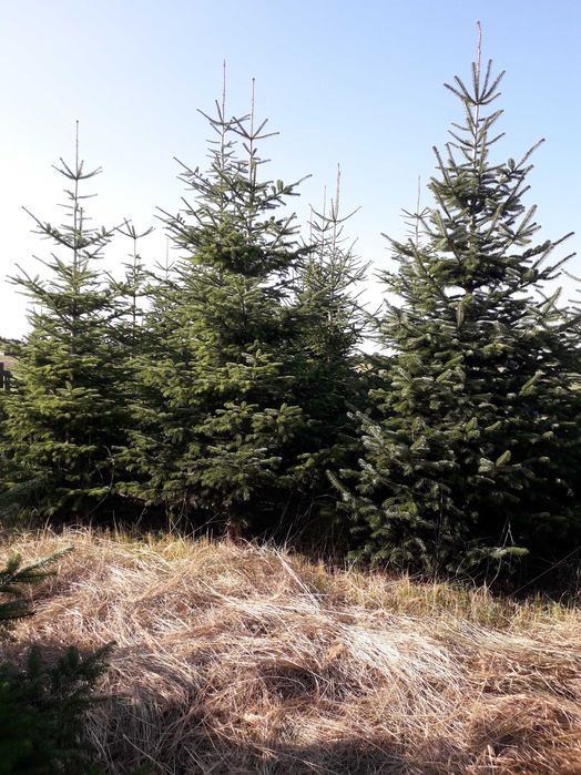 Jodła kaukaska cięta na Święta