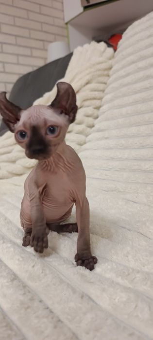 Продам ельфів,дівчат