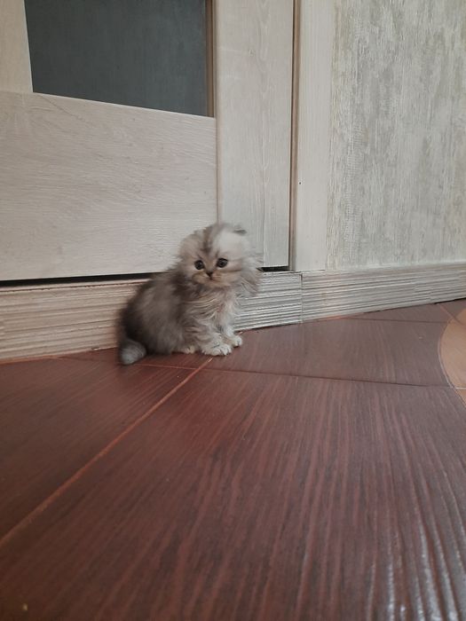 Котята пародистф