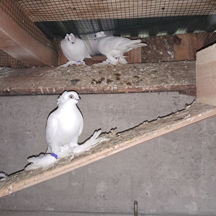 Sprzedam gołębie ozdobne