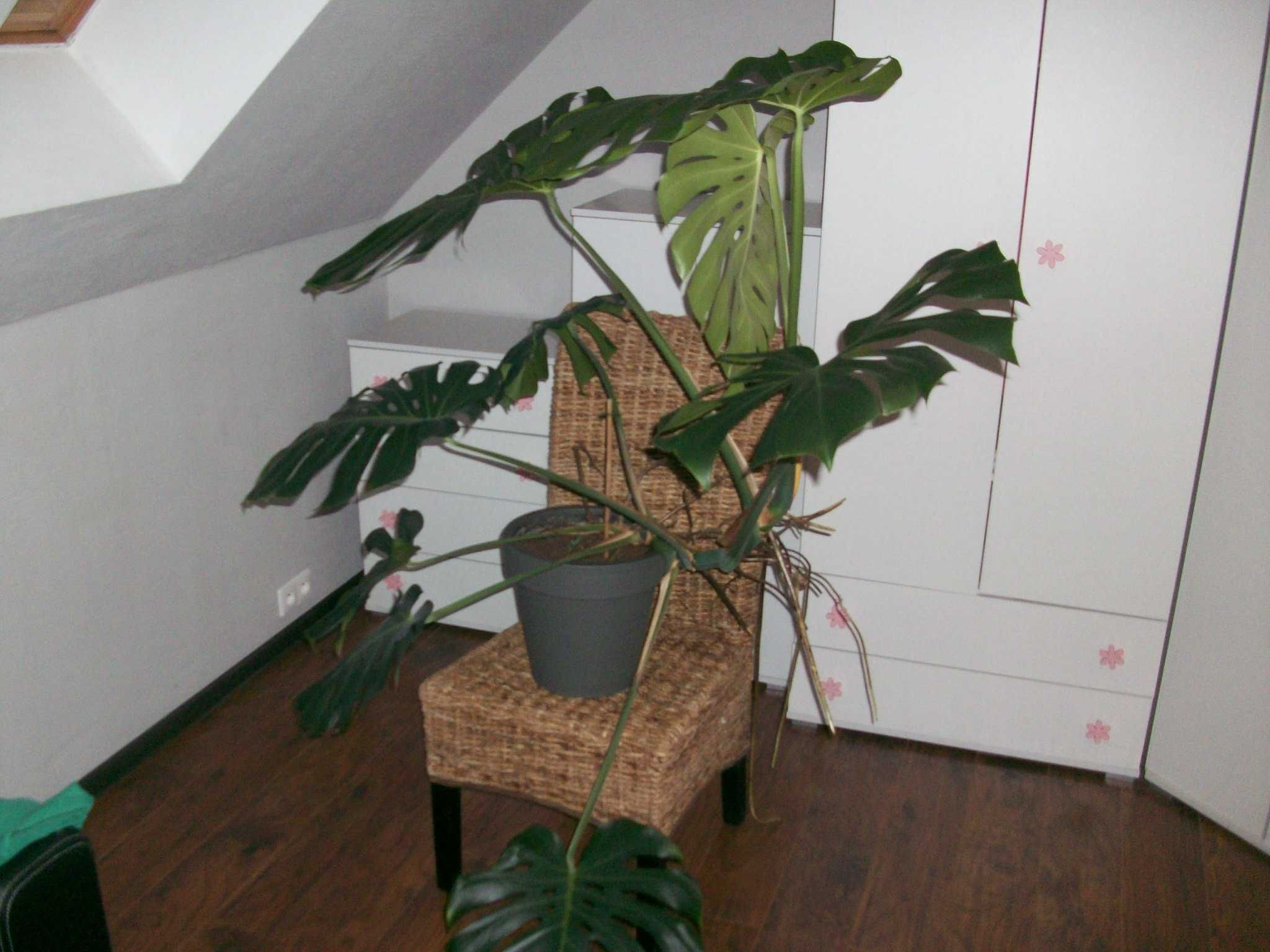 Kwiat Monstera Deliciosa duże liście