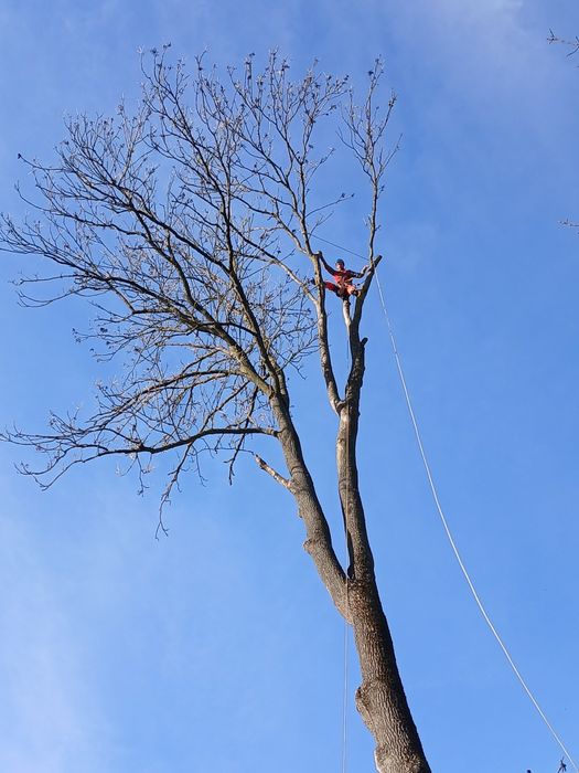 Зрізання дерев  у важкодоступних місцях способом альпенізму