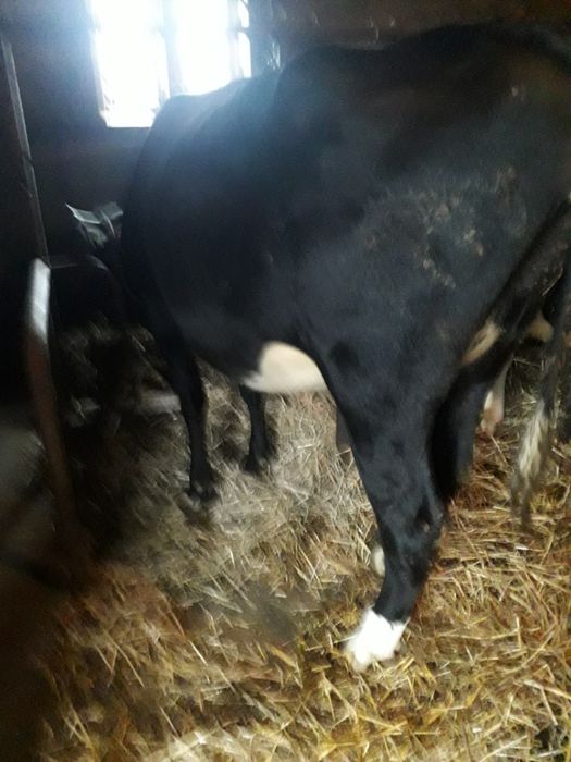 Jałówka wysokocielna