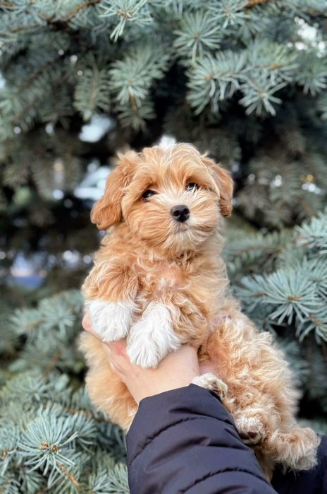 Хлопчик Мальтіпу Ф1