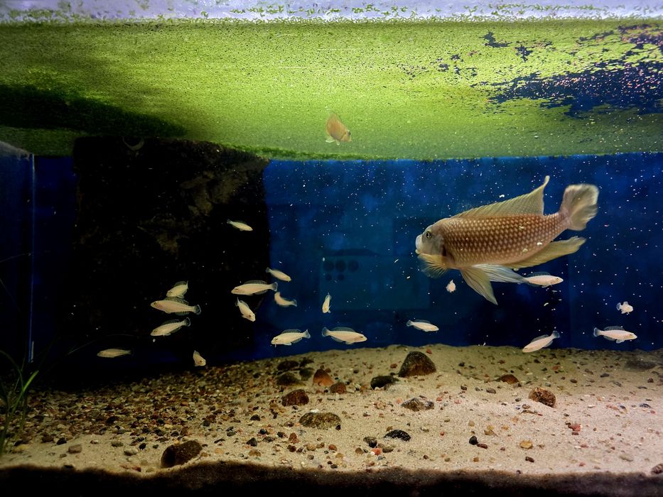 muszlowce Lamprologus callipterus 'Sibwesa' tanganika