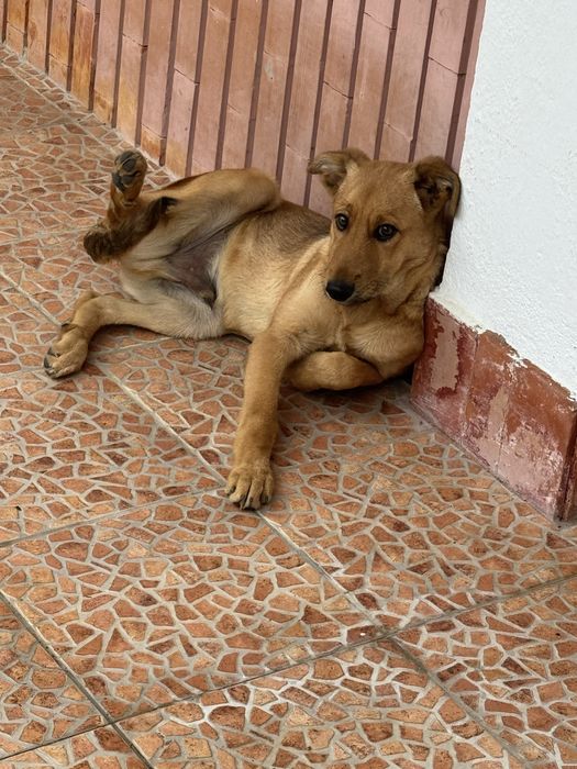 Estou a oferecer este pastor alemão