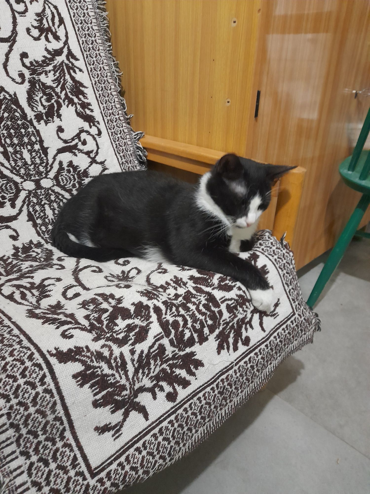 Kotek potrzebuje dobrego domu