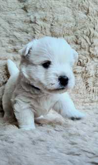 West Highland White Terrier ZKwP /  FCI