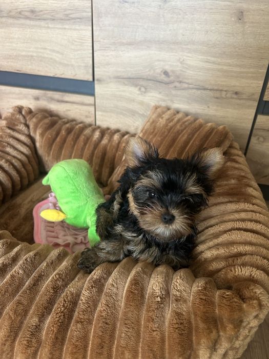 Mini suczka Yorkshire terrier